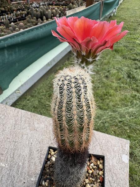 Echinocereus pectinatus rot